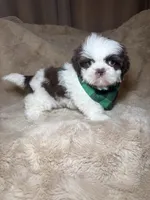 Cooper, a male Shih Tzu for sale in Phoenix, AZ – 1 of 5