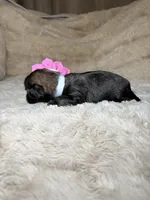 Adaline, a female Shih Tzu for sale in Phoenix, AZ – 2 of 5