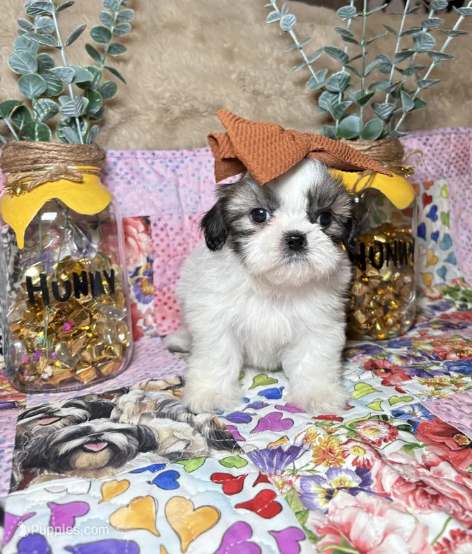 Sugar – Shih Tzu puppy for sale in Phoenix, AZ