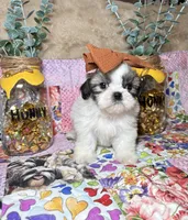 Sugar, a female Shih Tzu for sale in Phoenix, AZ – 1 of 5