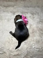 Adaline, a female Shih Tzu for sale in Phoenix, AZ – 5 of 5