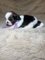 Celine, a female Shih Tzu for sale in Phoenix, AZ – 8 of 8