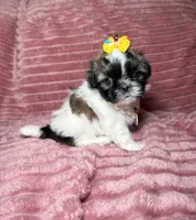 Dove, a female Shih Tzu for sale in Phoenix, AZ – 3 of 5
