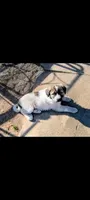 Charlie, a male Great Pyrenees for sale in Okmulgee, OK – 3 of 5