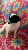 Lacey Long hair Chi, a female Chihuahua for sale in Okmulgee, OK – Photo 2 of 4