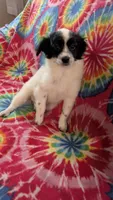 Lacey Long hair Chi, a female Chihuahua for sale in Okmulgee, OK – Photo 4 of 4