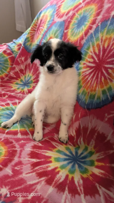 Lacey Long hair Chi – Chihuahua puppy for sale in Okmulgee, OK