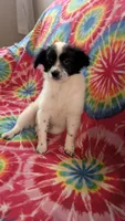 Lacey Long hair Chi, a female Chihuahua for sale in Okmulgee, OK – Photo 1 of 4