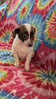 Piper, a female Dachshund and Chihuahua for sale in Okmulgee, OK – 2 of 2