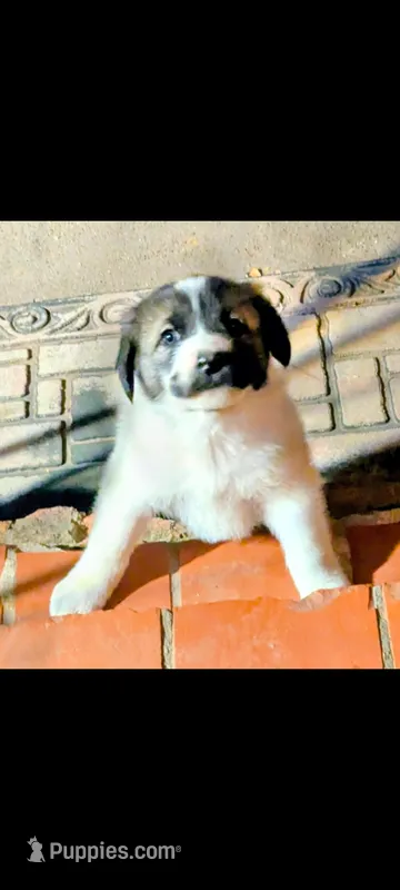 Charlie – Great Pyrenees puppy for sale in Okmulgee, OK