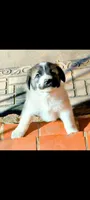 Charlie, a male Great Pyrenees for sale in Okmulgee, OK – 1 of 5