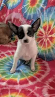 Coco Chanel, a female Chihuahua for sale in Okmulgee, OK – Photo 8 of 8