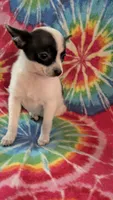 Coco Chanel, a female Chihuahua for sale in Okmulgee, OK – Photo 3 of 8