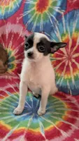 Coco Chanel, a female Chihuahua for sale in Okmulgee, OK – Photo 2 of 8