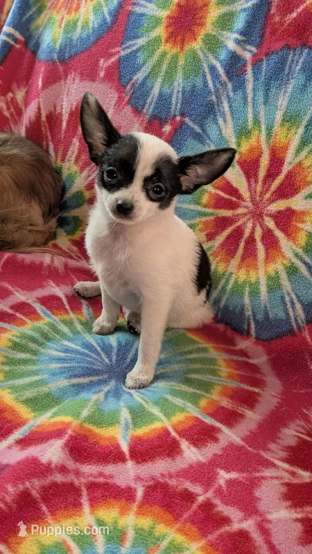 Coco Chanel – Chihuahua puppy for sale in Okmulgee, OK