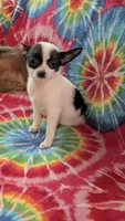 Coco Chanel, a female Chihuahua for sale in Okmulgee, OK – Photo 6 of 8
