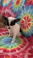 Coco Chanel, a female Chihuahua for sale in Okmulgee, OK – Photo 4 of 8