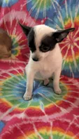 Coco Chanel, a female Chihuahua for sale in Okmulgee, OK – Photo 5 of 8
