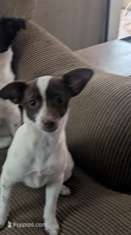 Piper – Dachshund, Chihuahua puppy for sale in Okmulgee, OK
