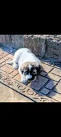Charlie, a male Great Pyrenees for sale in Okmulgee, OK – 4 of 5