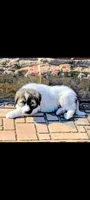Charlie, a male Great Pyrenees for sale in Okmulgee, OK – 2 of 5