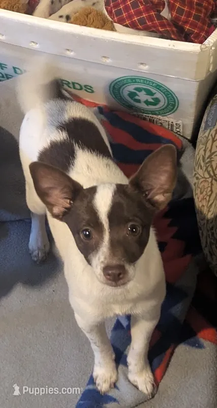 Piper – Rat Terrier, Chihuahua puppy for sale in Okmulgee, OK