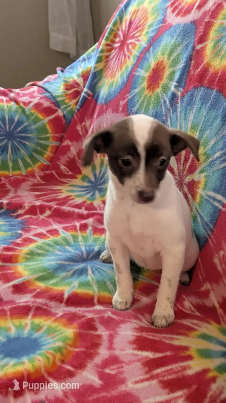 Piper, a female Dachshund and Chihuahua for sale in Okmulgee, OK – 1 of 2