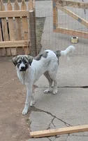Charlie, a male Great Pyrenees for sale in Okmulgee, OK – 5 of 5