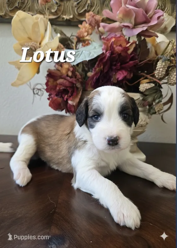 Lotus – Saint Berdoodle puppy for sale in Temecula, CA