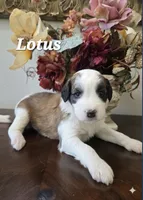 Lotus, a male Saint Berdoodle for sale in Temecula, CA – 1 of 1