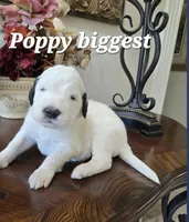 Poppy, a male Saint Berdoodle for sale in Temecula, CA – 1 of 1