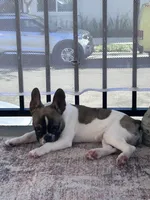 Plunket, a male French Bulldog for sale in Tracy, CA – Photo 6 of 9