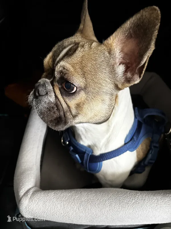 Plunket, a male French Bulldog for sale in Tracy, CA – Photo 1 of 9