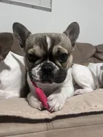 Plunket, a male French Bulldog for sale in Tracy, CA – Photo 2 of 9