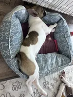 Plunket, a male French Bulldog for sale in Tracy, CA – Photo 5 of 9