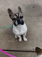 Plunket, a male French Bulldog for sale in Tracy, CA – Photo 3 of 9