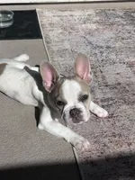 processed/be9c1491-3c99-471e-9648-1c445a85236c/listing/b5b76129-270a-424c-93a7-d2fd633e06e6/b6036ab5-7ddb-4249-a1f5-65e8cf14f380