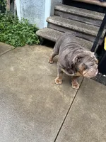 Coco , a female English Bulldog for sale in Pasadena, CA – 1 of 10