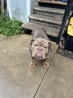 Coco , a female English Bulldog for sale in Pasadena, CA – 5 of 10