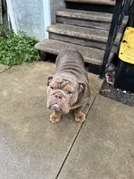 Coco , a female English Bulldog for sale in Pasadena, CA – 10 of 10
