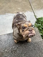 Coco , a female English Bulldog for sale in Pasadena, CA – 4 of 4