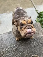 Coco , a female English Bulldog for sale in Pasadena, CA – 3 of 4