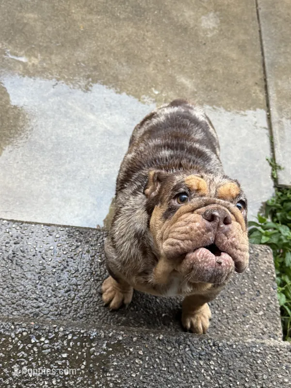 Coco  – English Bulldog puppy for sale in Pasadena, CA
