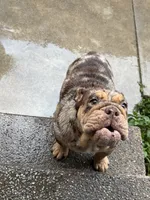 Coco , a female English Bulldog for sale in Pasadena, CA – 1 of 4