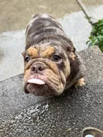 Coco , a female English Bulldog for sale in Pasadena, CA – 2 of 4