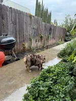 Coco , a female English Bulldog for sale in Pasadena, CA – 3 of 10