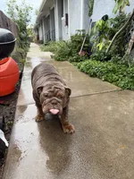 Coco , a female English Bulldog for sale in Pasadena, CA – 2 of 10