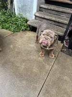 Coco , a female English Bulldog for sale in Pasadena, CA – 8 of 10