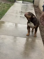 Coco , a female English Bulldog for sale in Pasadena, CA – 4 of 10
