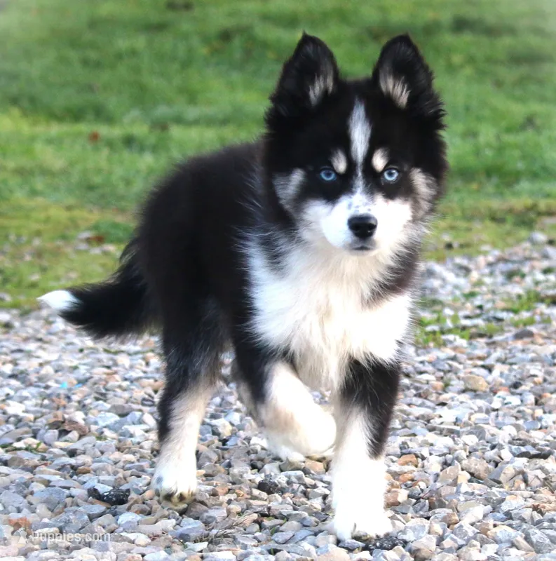 BEAUTIFUL BLUE EYED MAVERICK – Siberian Husky, Pomeranian puppy for sale in Hale, MI